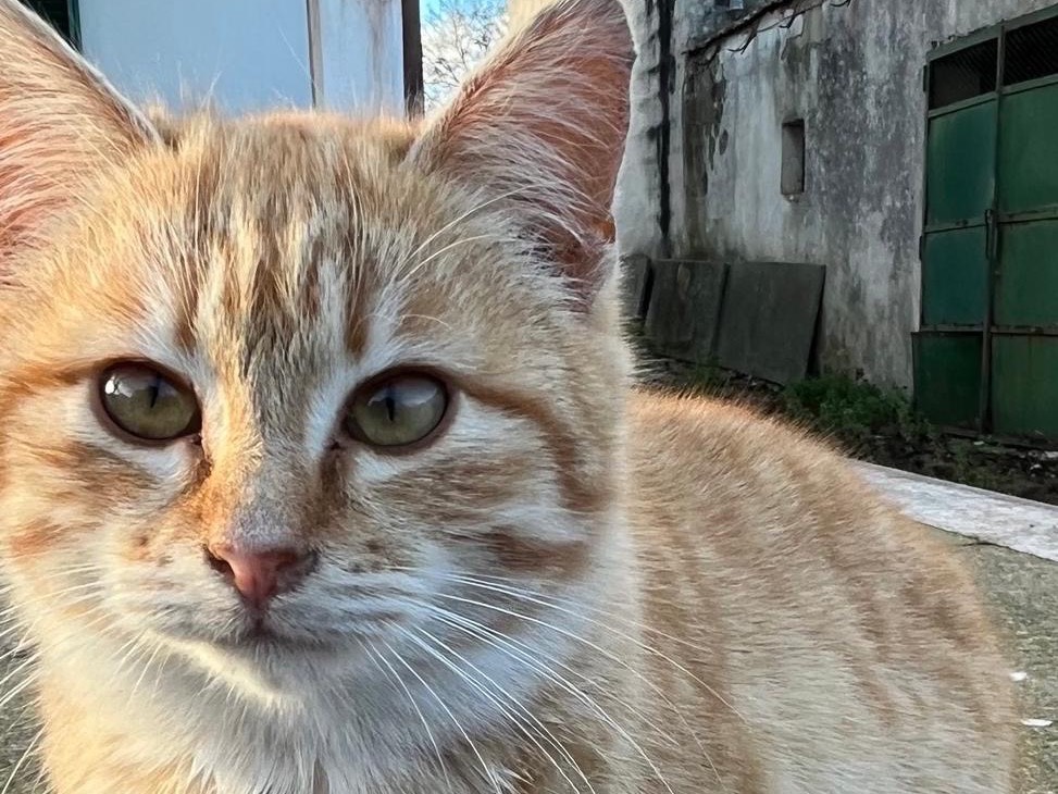 Adozione gatto, femmina, Razza sconosciuta Razza sconosciuta, 4 mesi, taglia non valida, Bari