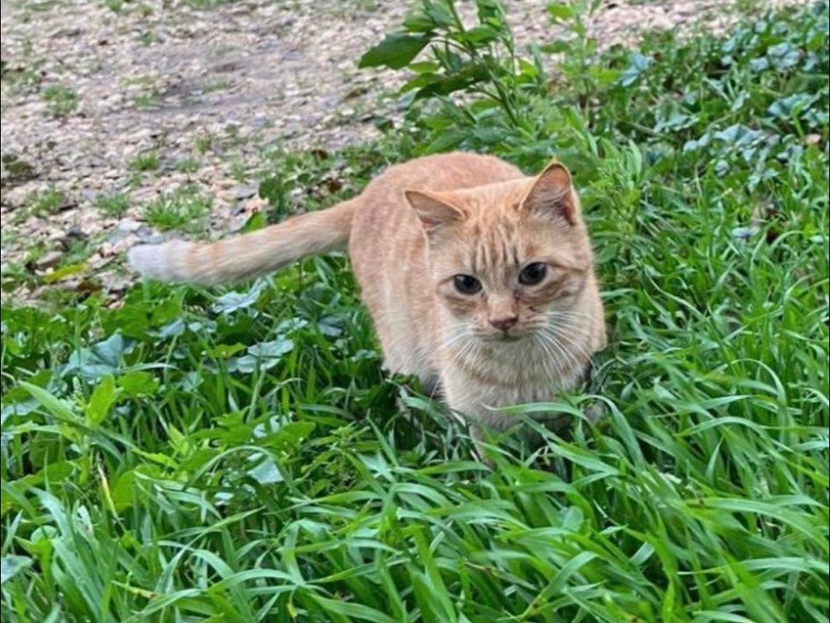 Adotta un gatto, femmina, 4 mesi, Bari