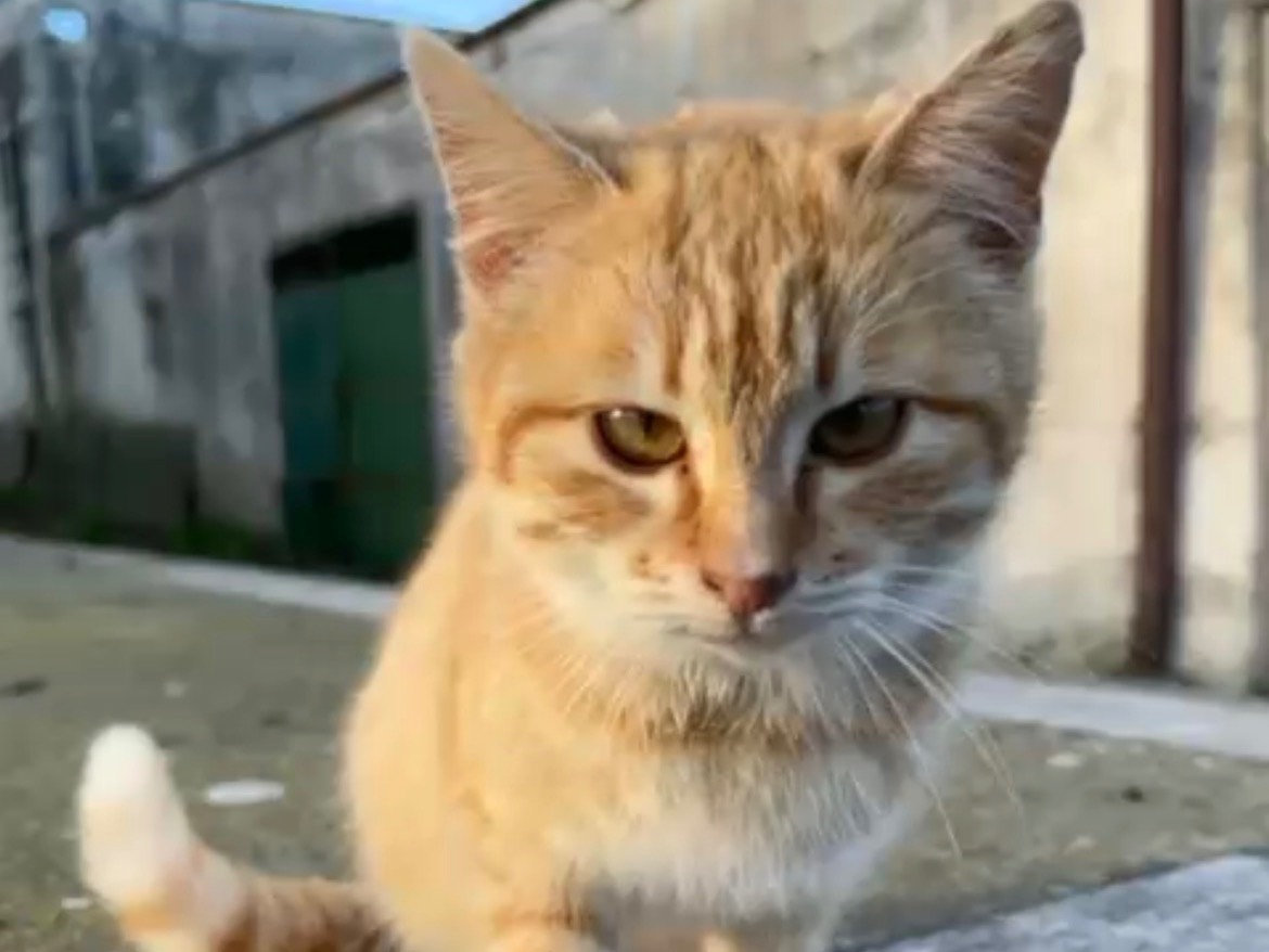 Adotta un gatto, taglia non valida, femmina, Bari