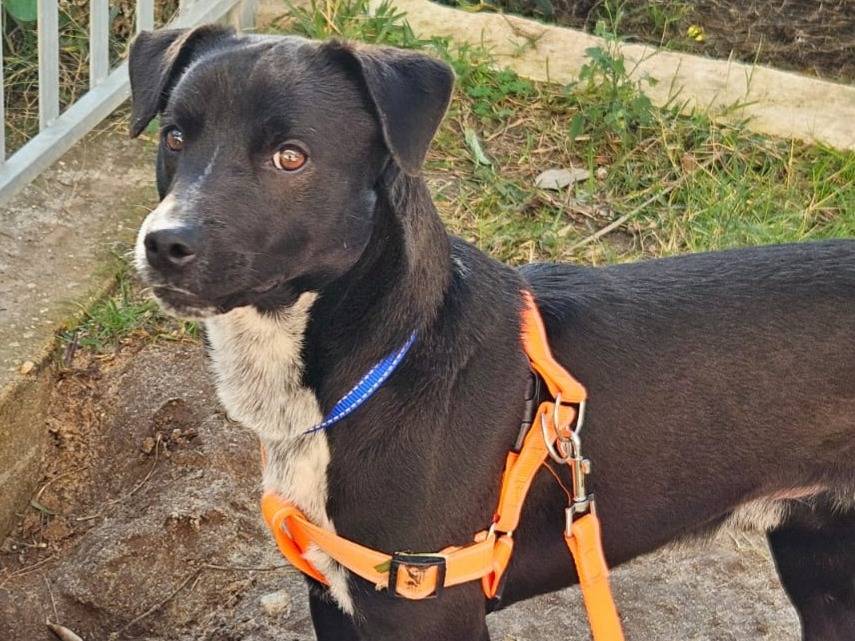 Adotta un cane, maschio, 10 mesi, Bologna