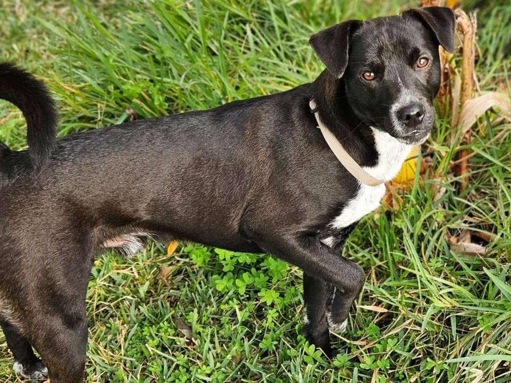 Adotta un cane, taglia media contenuta, maschio, Bologna