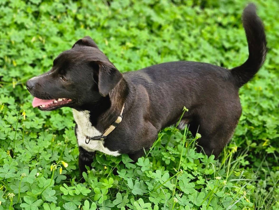 Vuoi adottare un cane a Bologna?