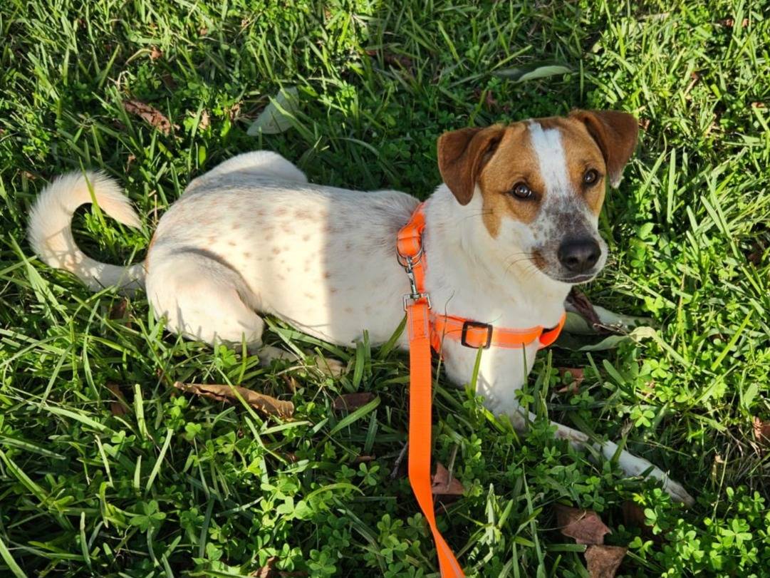 Adotta un cane, maschio, 10 mesi, Bologna