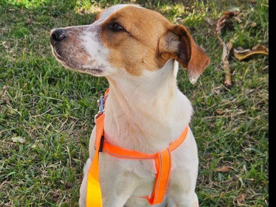 Adotta un cane, taglia media contenuta, maschio, Bologna