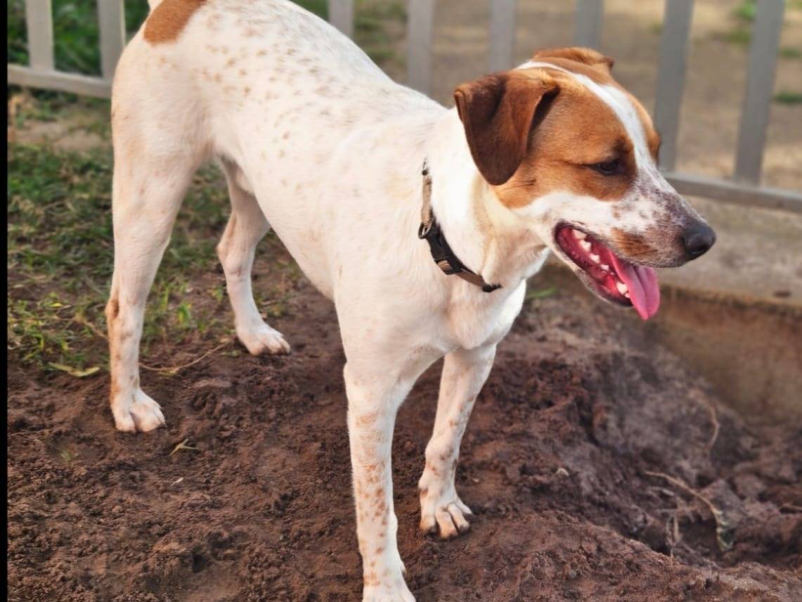 Vuoi adottare un cane a Bologna?