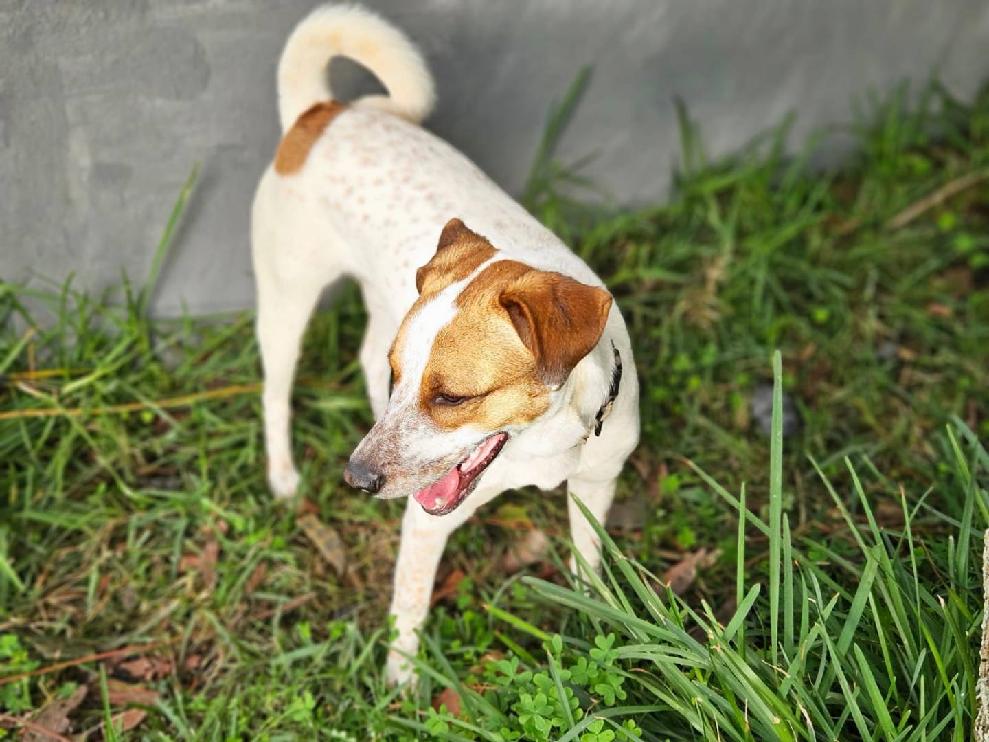 Adotta il cane MIELE a Bologna