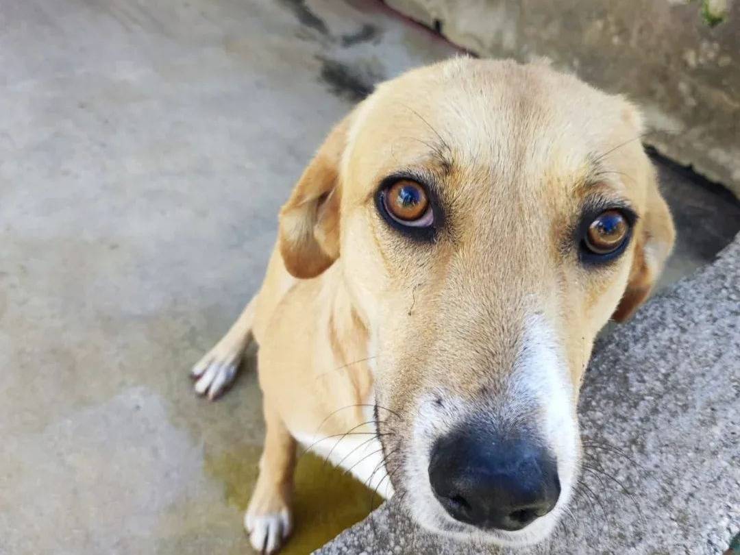 Adozione cane, maschio, Razza sconosciuta Razza sconosciuta, 2 anni e 3 mesi, taglia media, Avellino
