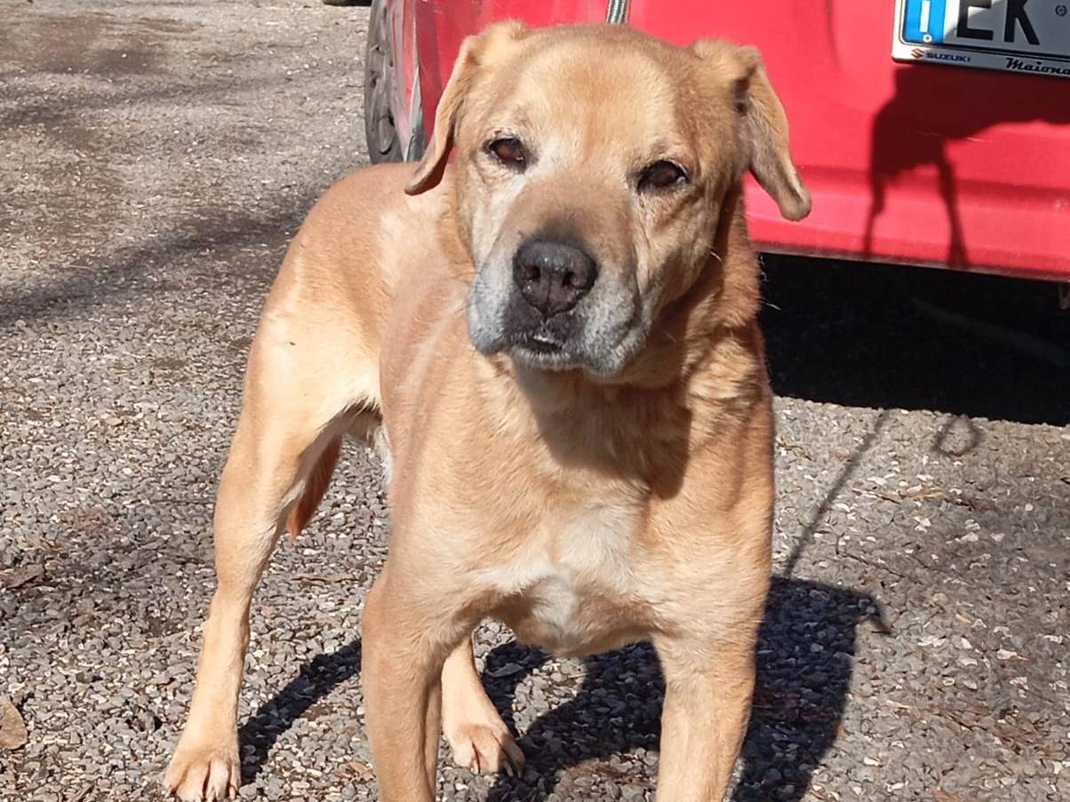 Adozione cane, maschio, Razza sconosciuta Razza sconosciuta, 11 anni, taglia media, Caserta