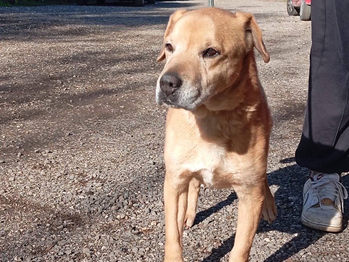Adotta un cane, maschio, 11 anni, Caserta