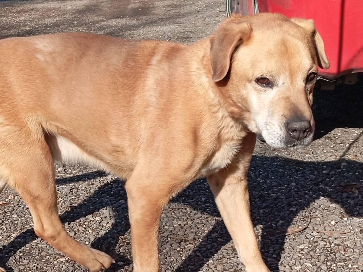 Vuoi adottare un cane a Caserta?