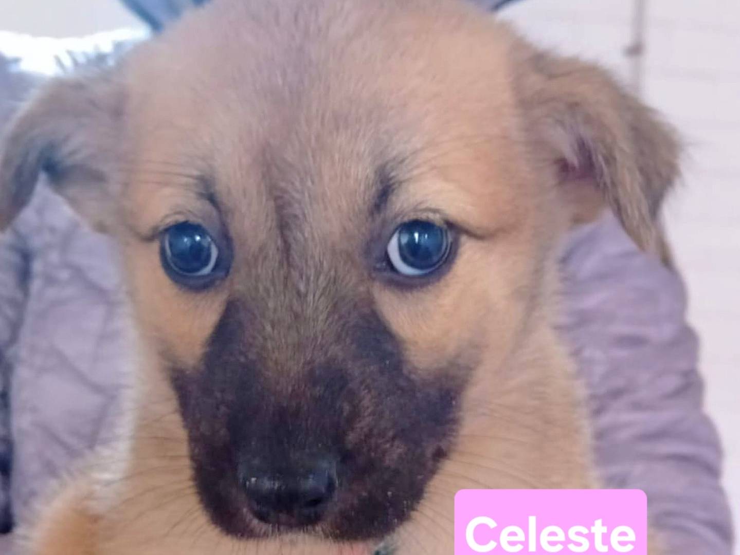 Adozione cane, femmina, Razza sconosciuta Razza sconosciuta, 1 mesi, taglia media, Caltanissetta