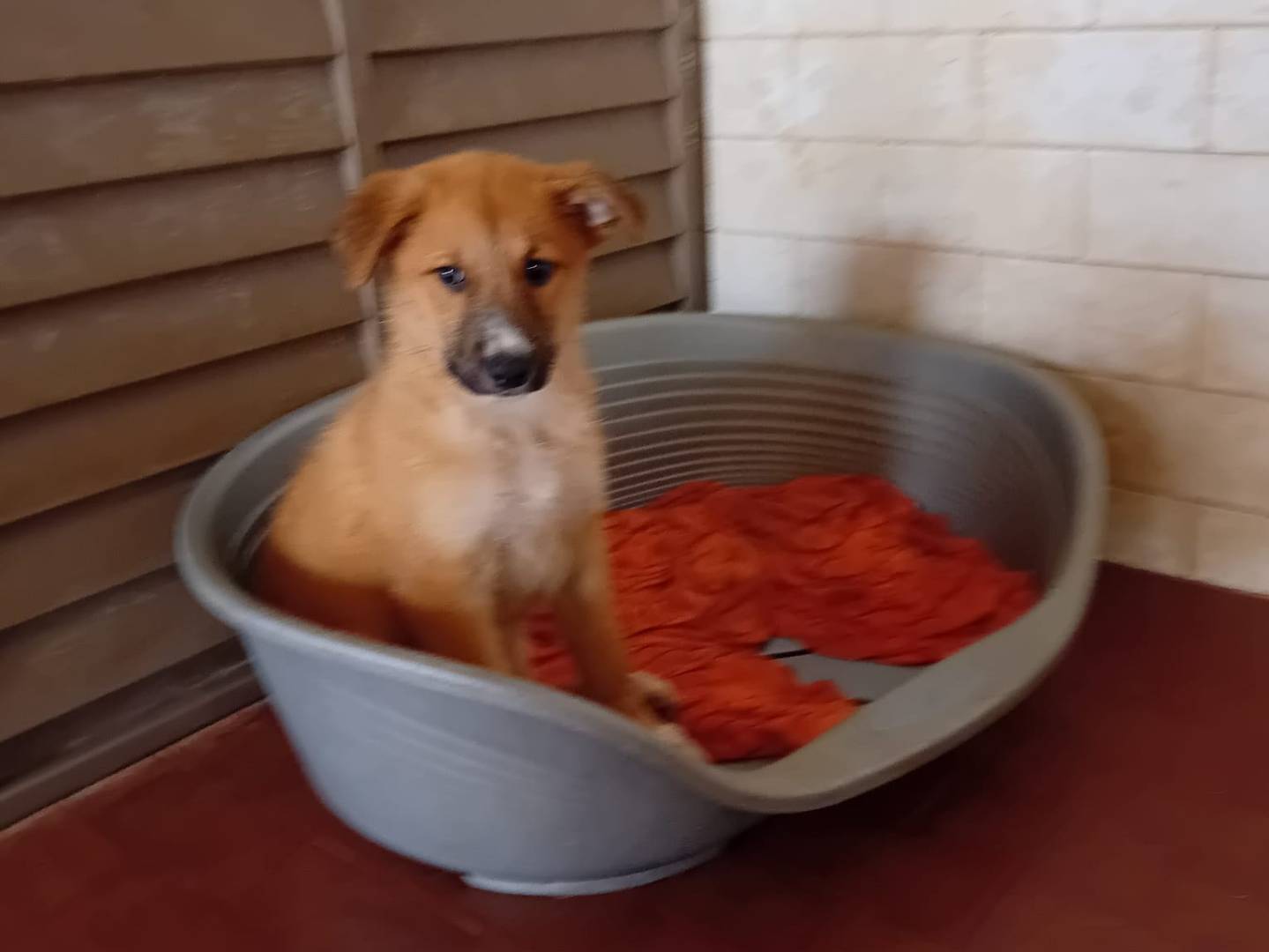 Adotta un cane, femmina, 1 mesi, Caltanissetta