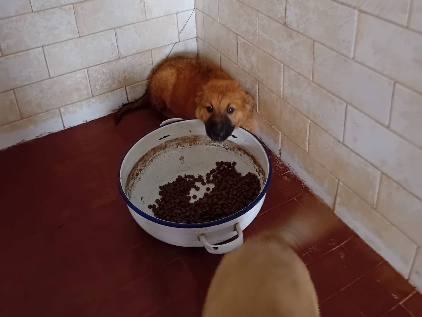 Vuoi adottare un cane a Caltanissetta?