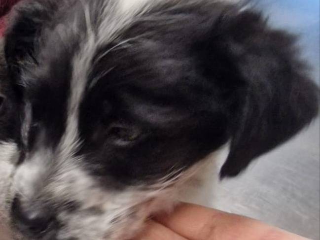 Adotta un cane, taglia media contenuta, maschio, Avellino