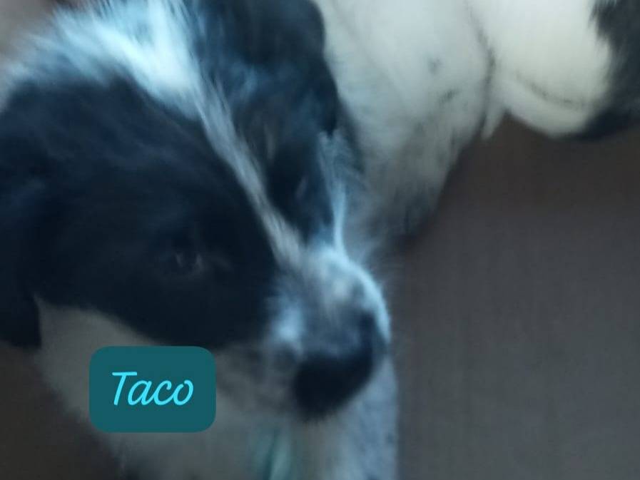 Vuoi adottare un cane a Avellino?