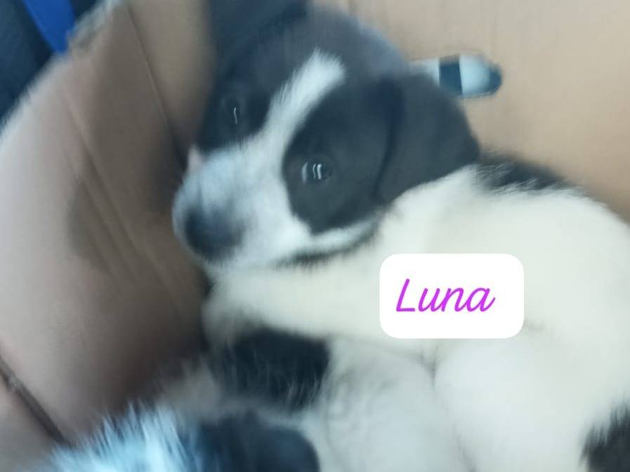 Adozione cane, femmina, Razza sconosciuta Razza sconosciuta, 2 mesi, taglia media, Avellino