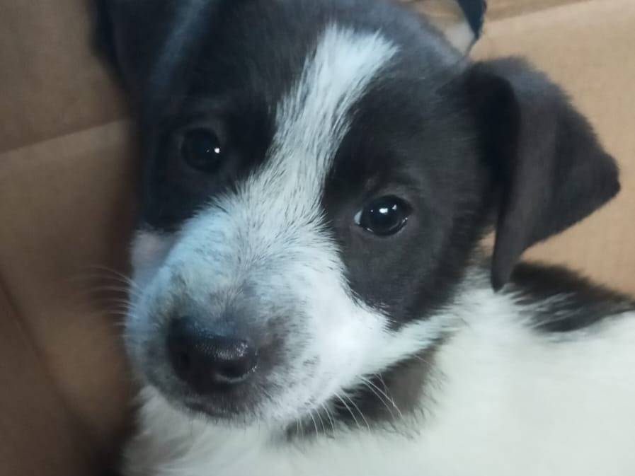 Adotta un cane, femmina, 2 mesi, Avellino