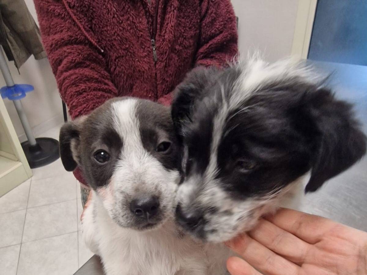 Adotta un cane, taglia media, femmina, Avellino