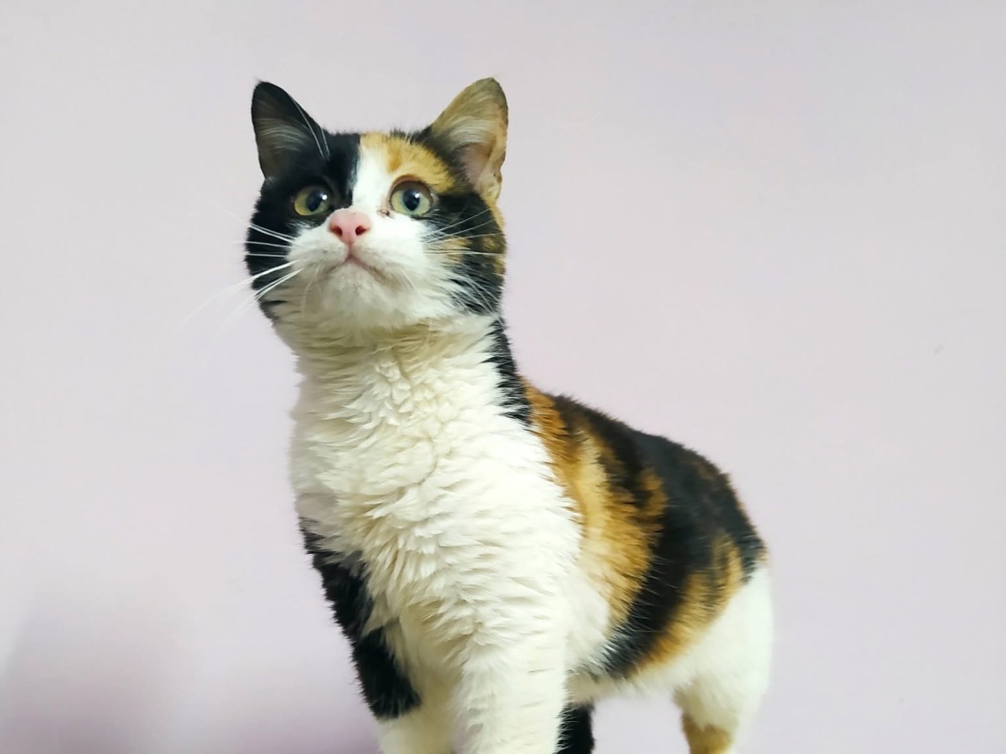 Adozione gatto, femmina, Razza sconosciuta Razza sconosciuta, 3 mesi, taglia non valida, Torino