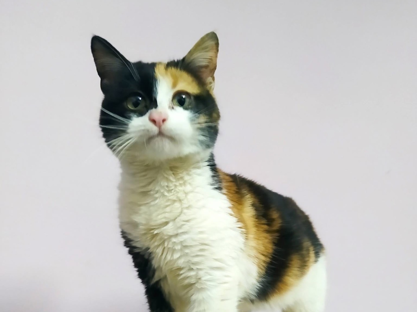 Adotta un gatto, femmina, 3 mesi, Torino