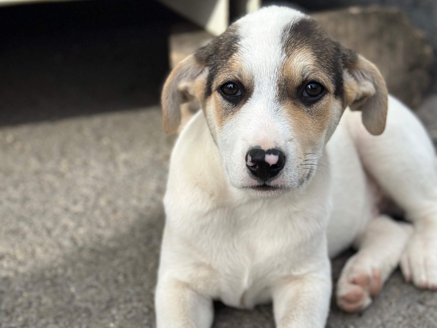 Adozione cane, maschio, Razza sconosciuta Razza sconosciuta, 3 mesi, taglia media, Siracusa