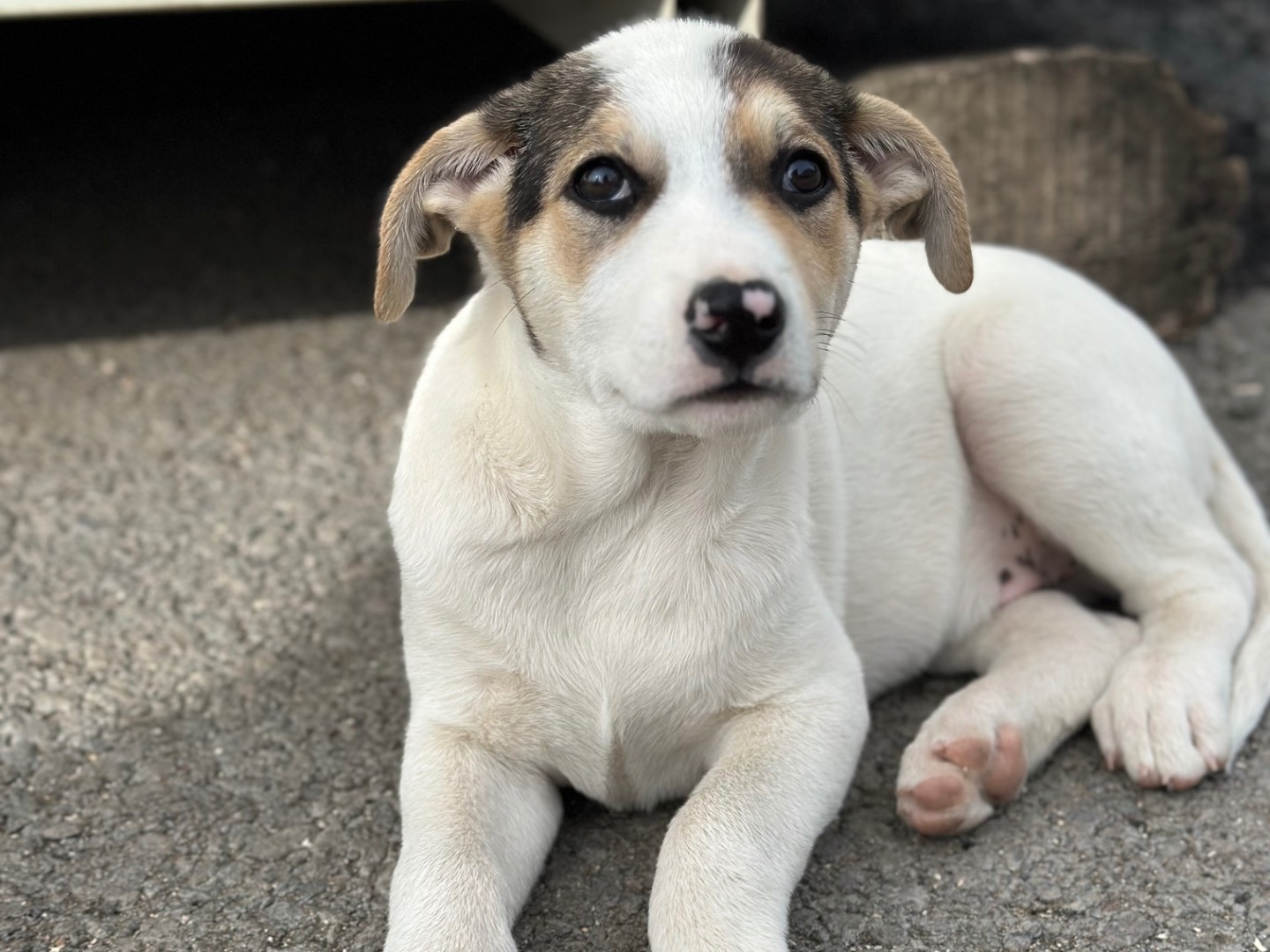 Adotta un cane, maschio, 3 mesi, Siracusa