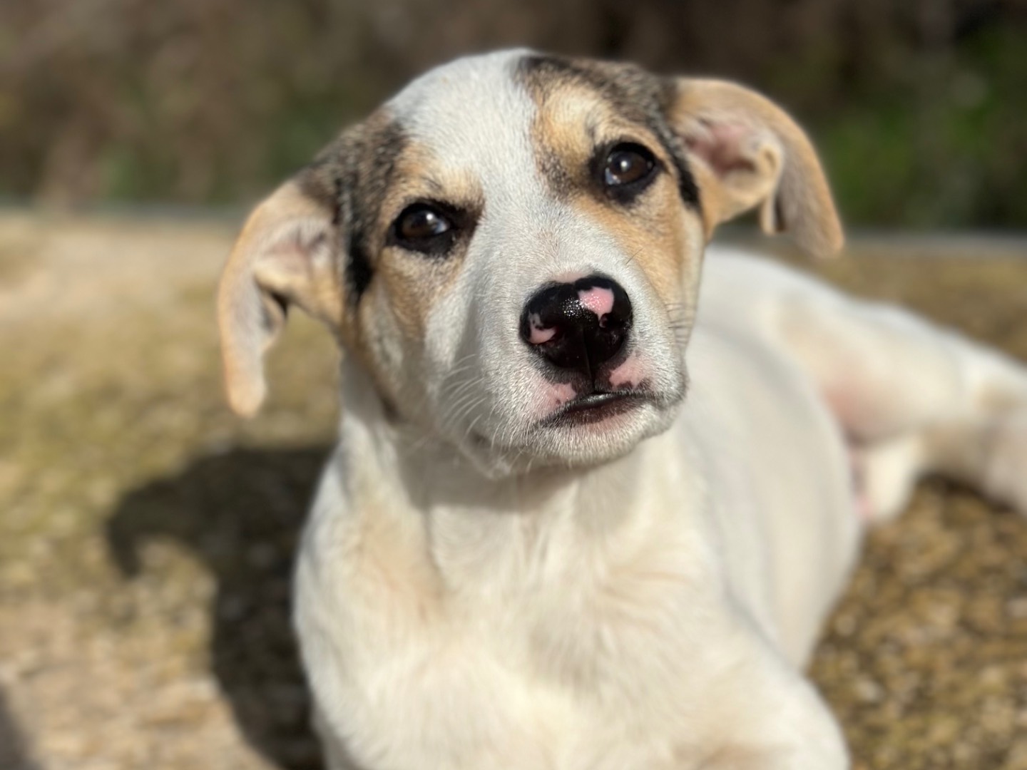 Adotta un cane, taglia media, maschio, Siracusa