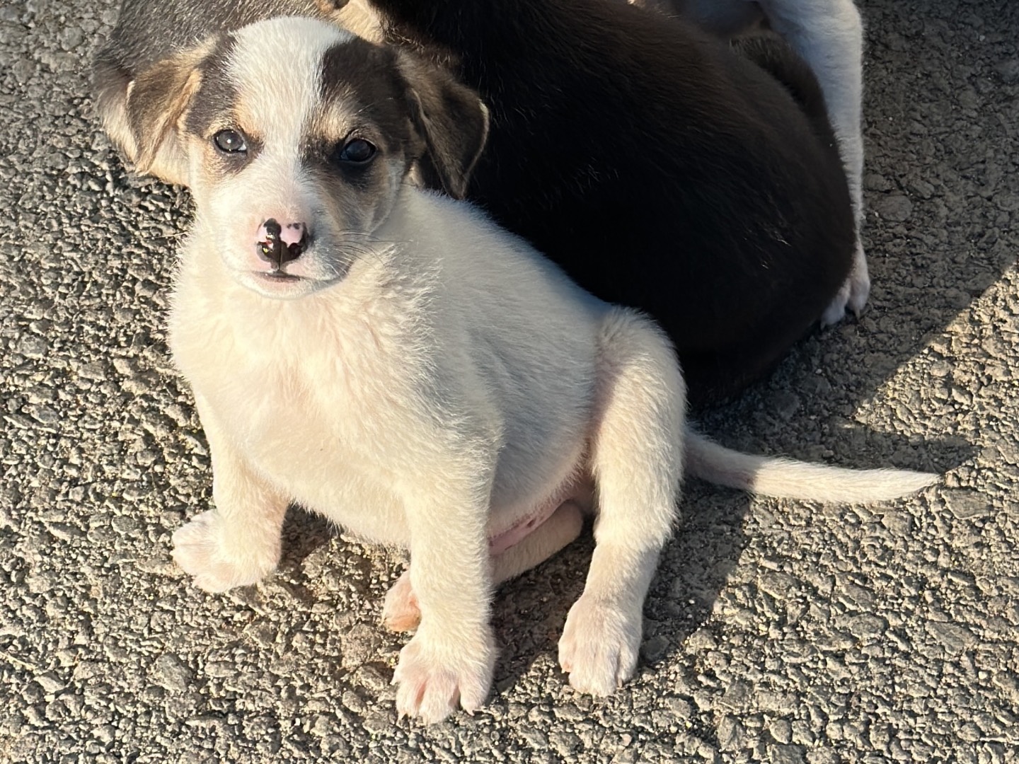 Vuoi adottare un cane a Siracusa?