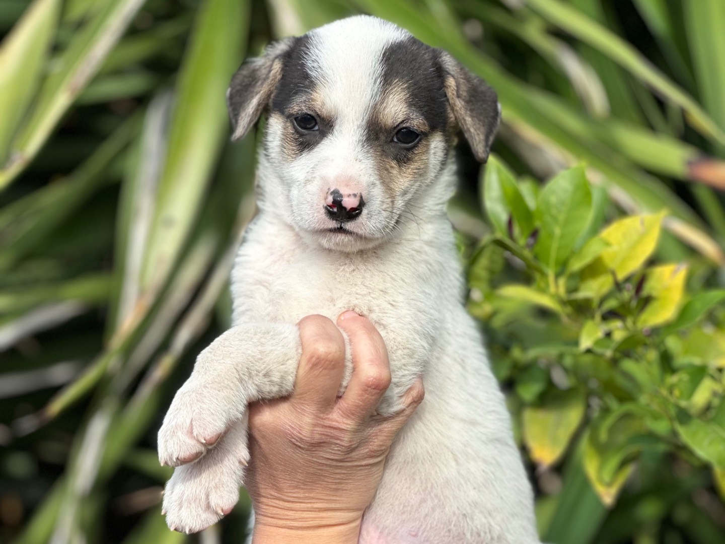 Adotta il cane liam a Siracusa