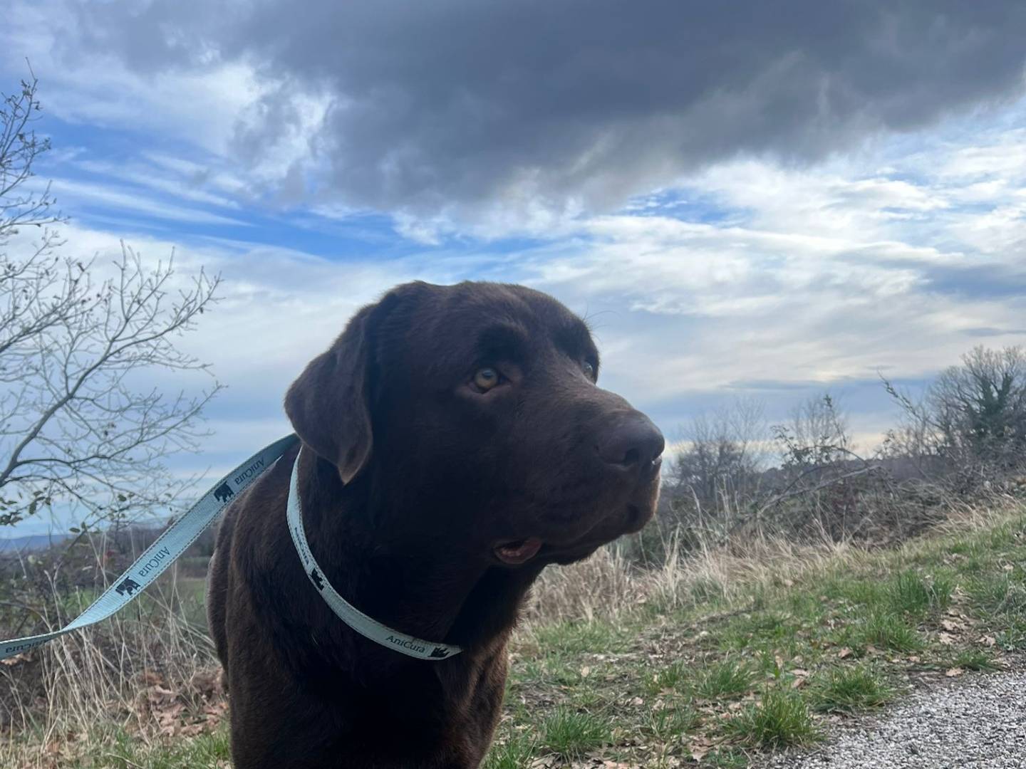 Vuoi adottare un cane a Chieti?