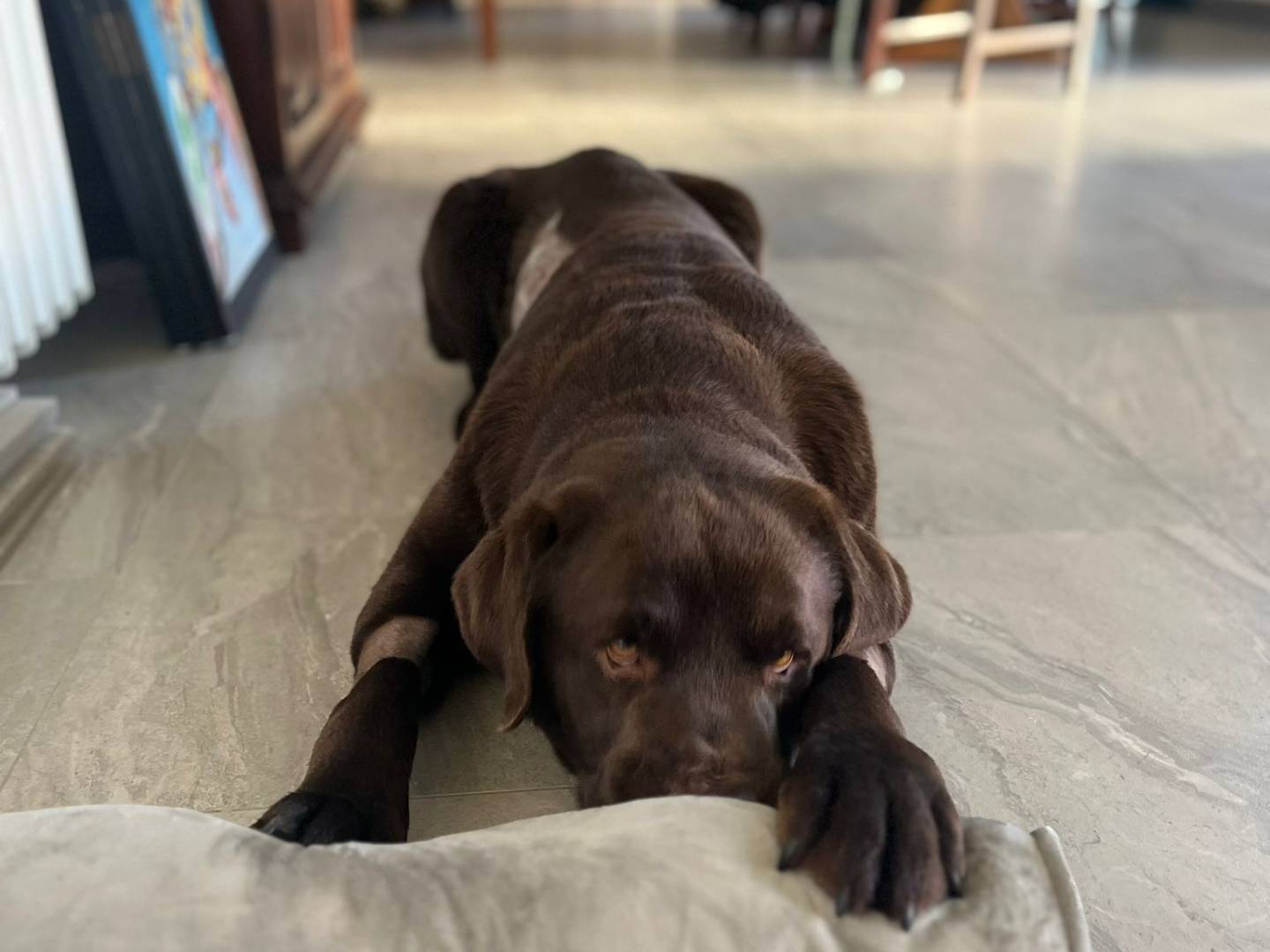 Adotta il cane Ciko a Chieti