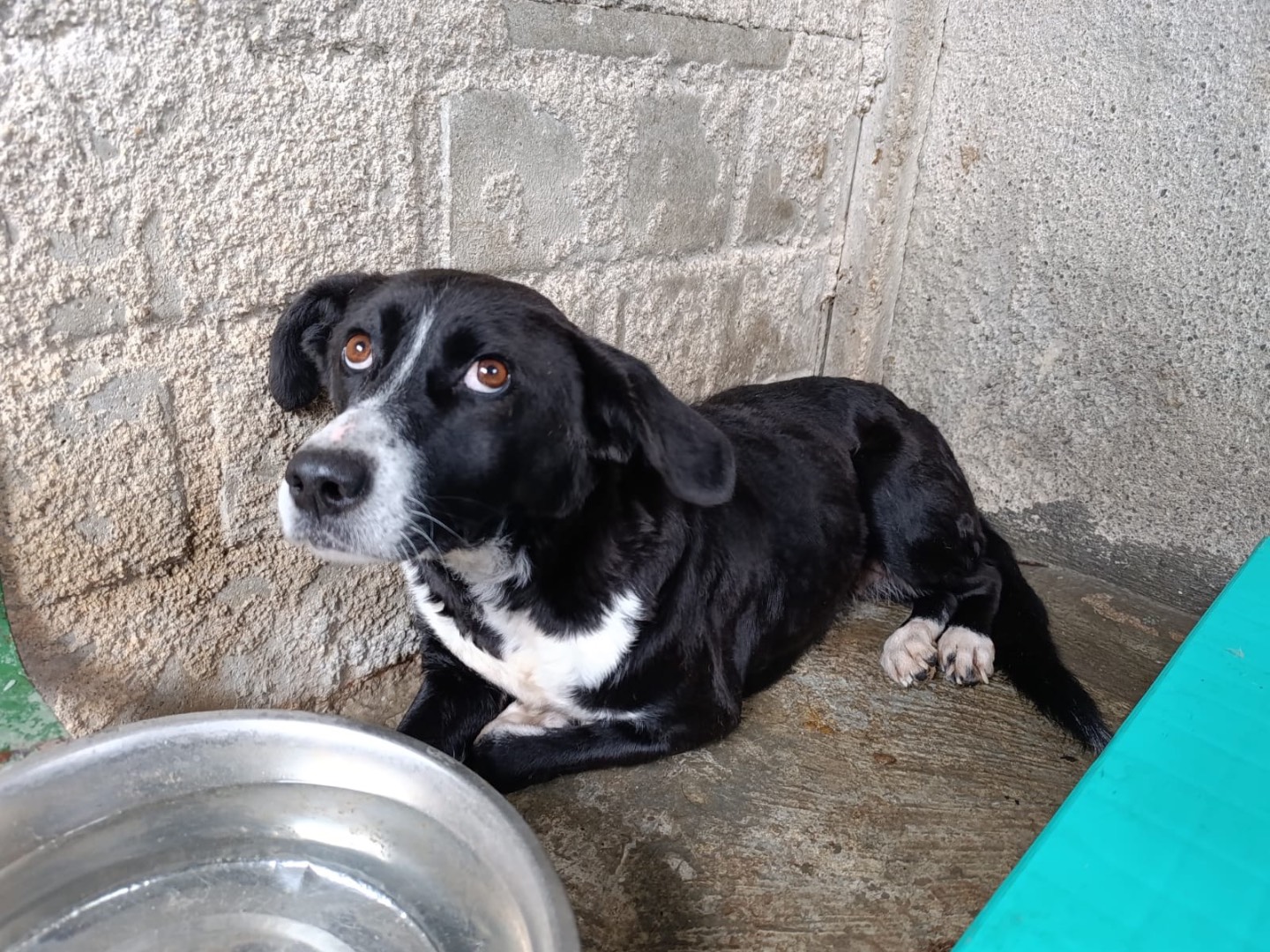 Adozione cane, femmina, Razza sconosciuta Razza sconosciuta, 7 anni e 4 mesi, taglia media contenuta, Como