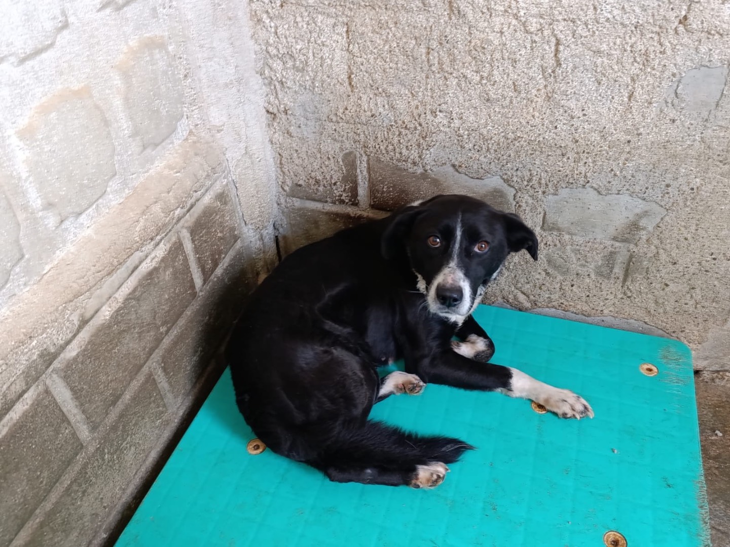 Vuoi adottare un cane a Como?