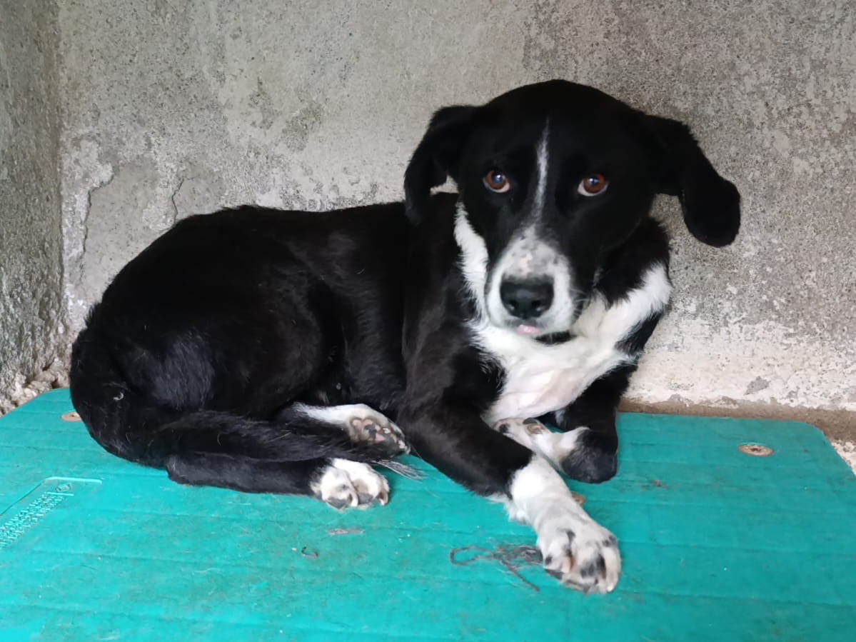 Adotta il cane Tina a Como