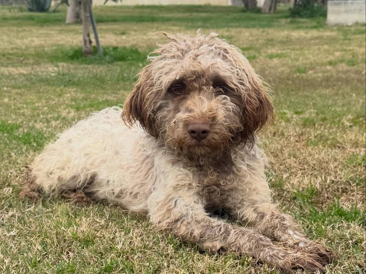 Adozione cane, maschio, Lagotto Razza sconosciuta, 1 anno e 6 mesi, taglia media, Matera