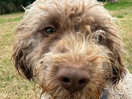 Adotta un cane, maschio, 1 anno e 6 mesi, Matera