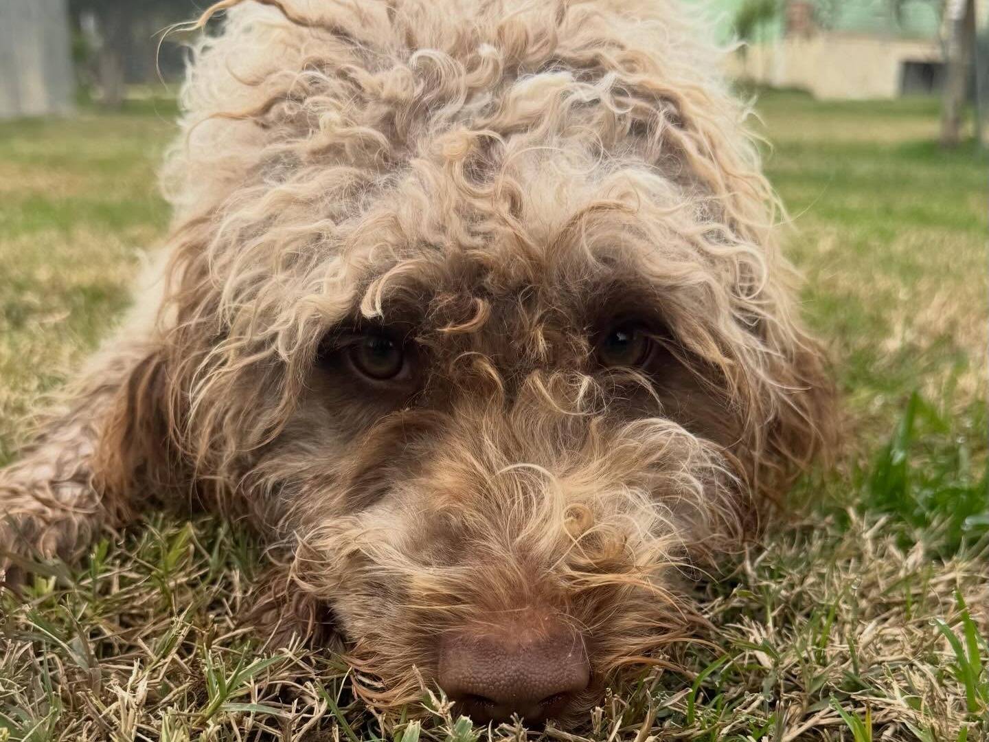 Adotta un cane, taglia media, maschio, Matera