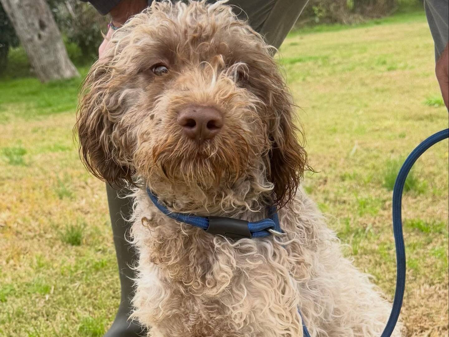 Adotta il cane Ottavio a Matera