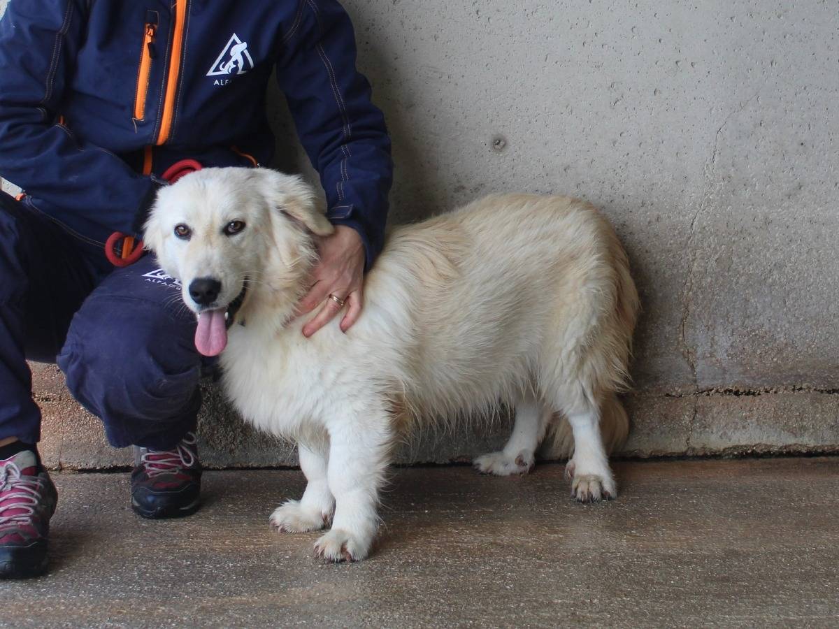 Adotta un cane, taglia media, maschio, Roma