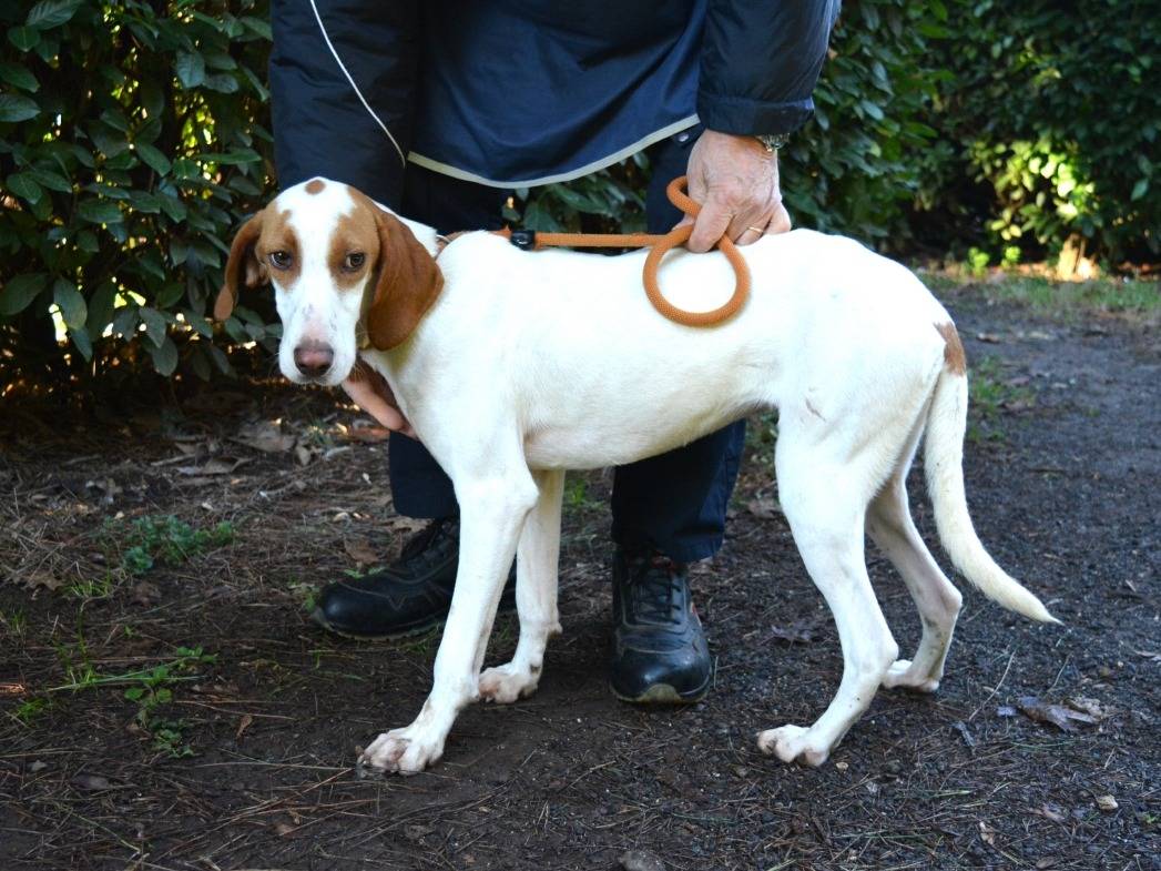 Vuoi adottare un cane a Roma?