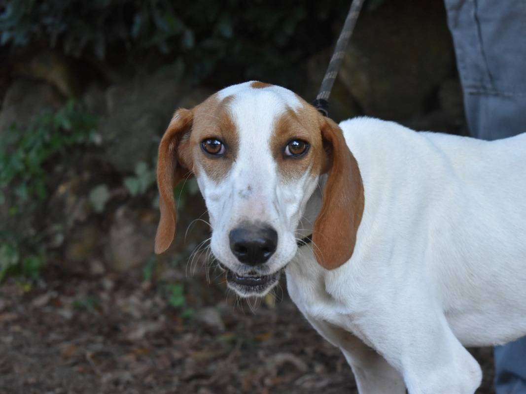 Adotta il cane Samarie a Roma