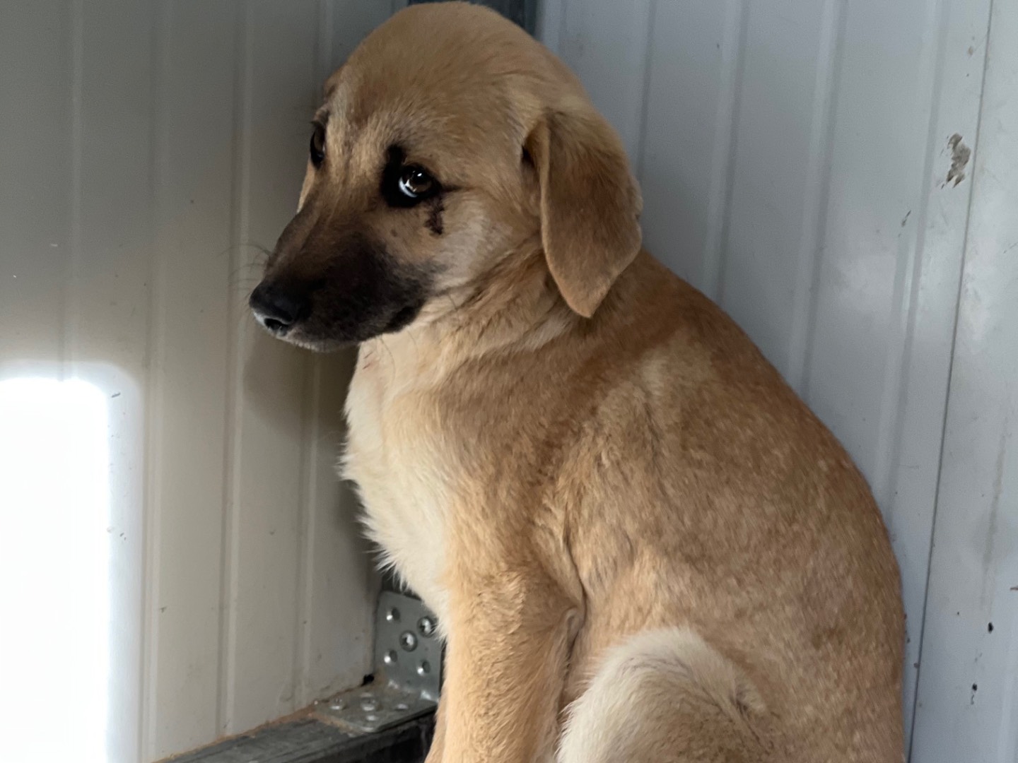 Adozione cane, femmina, Razza sconosciuta Razza sconosciuta, 4 mesi, taglia media, Enna