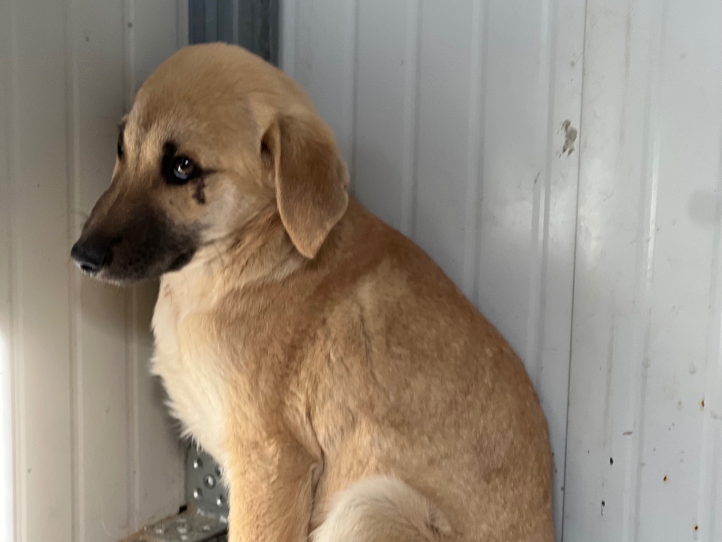 Adotta un cane, femmina, 4 mesi, Enna