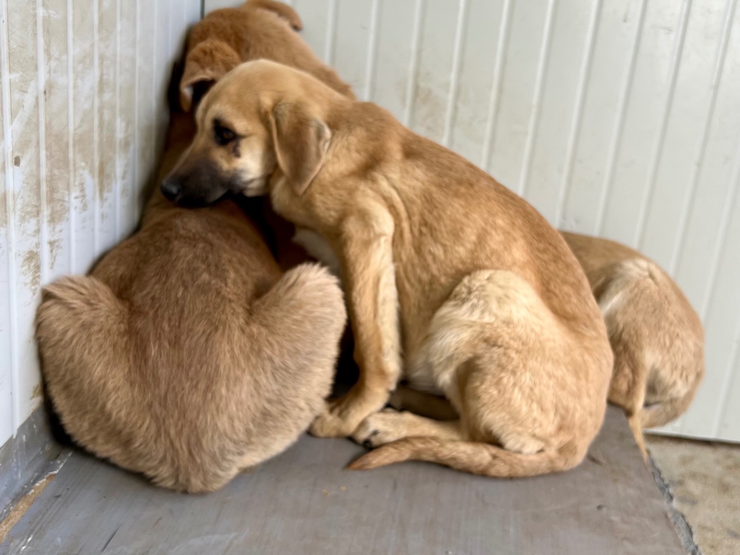 Adotta un cane, taglia media, femmina, Enna
