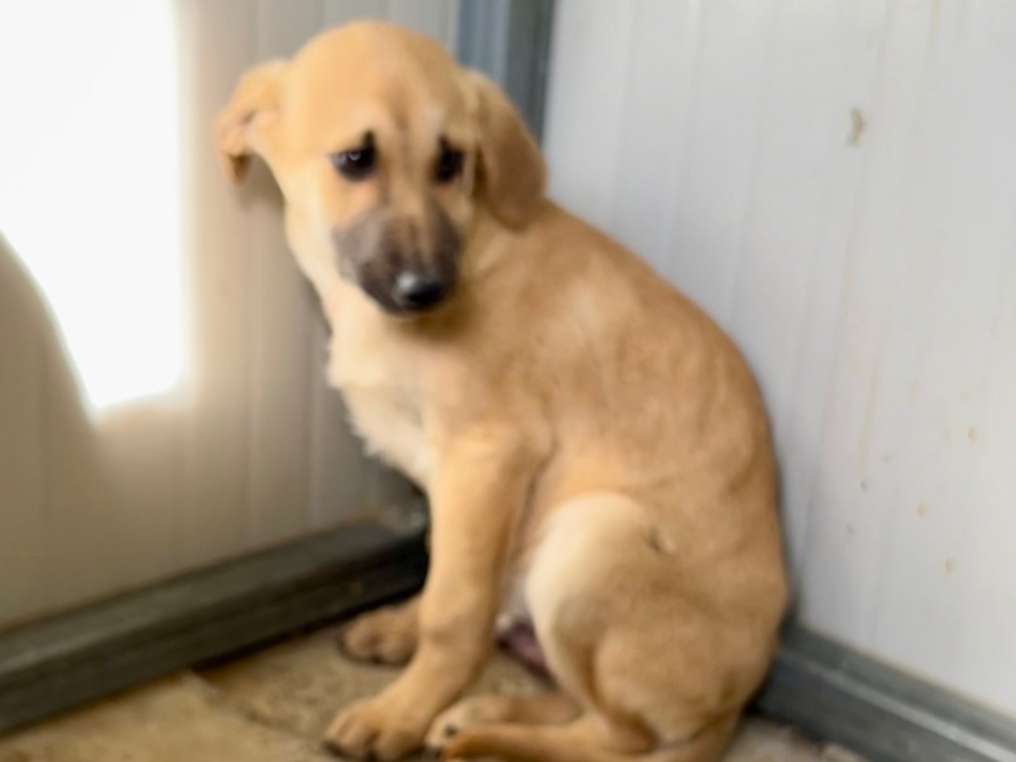 Vuoi adottare un cane a Enna?