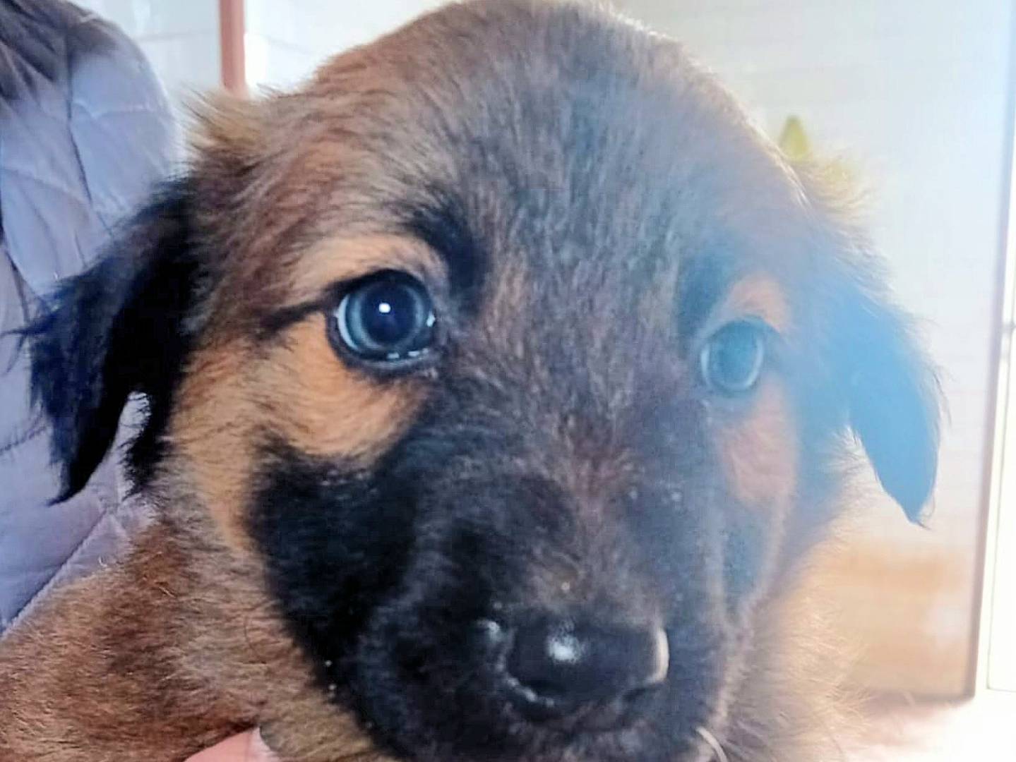 Adozione cane, maschio, Razza sconosciuta Razza sconosciuta, 1 mesi, taglia media, Caltanissetta