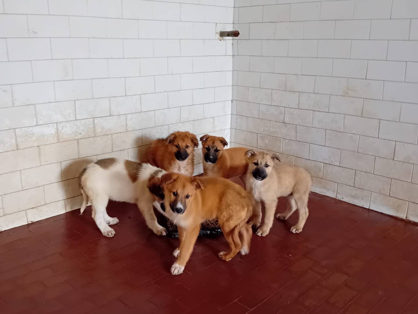 Adotta un cane, taglia media, maschio, Caltanissetta