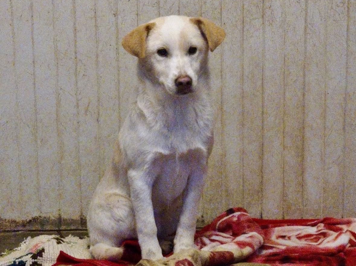 Vuoi adottare un cane a Treviso?