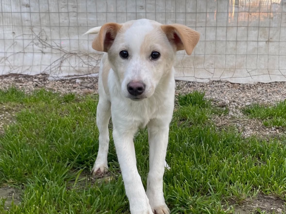 Adotta il cane Simonetta  a Treviso