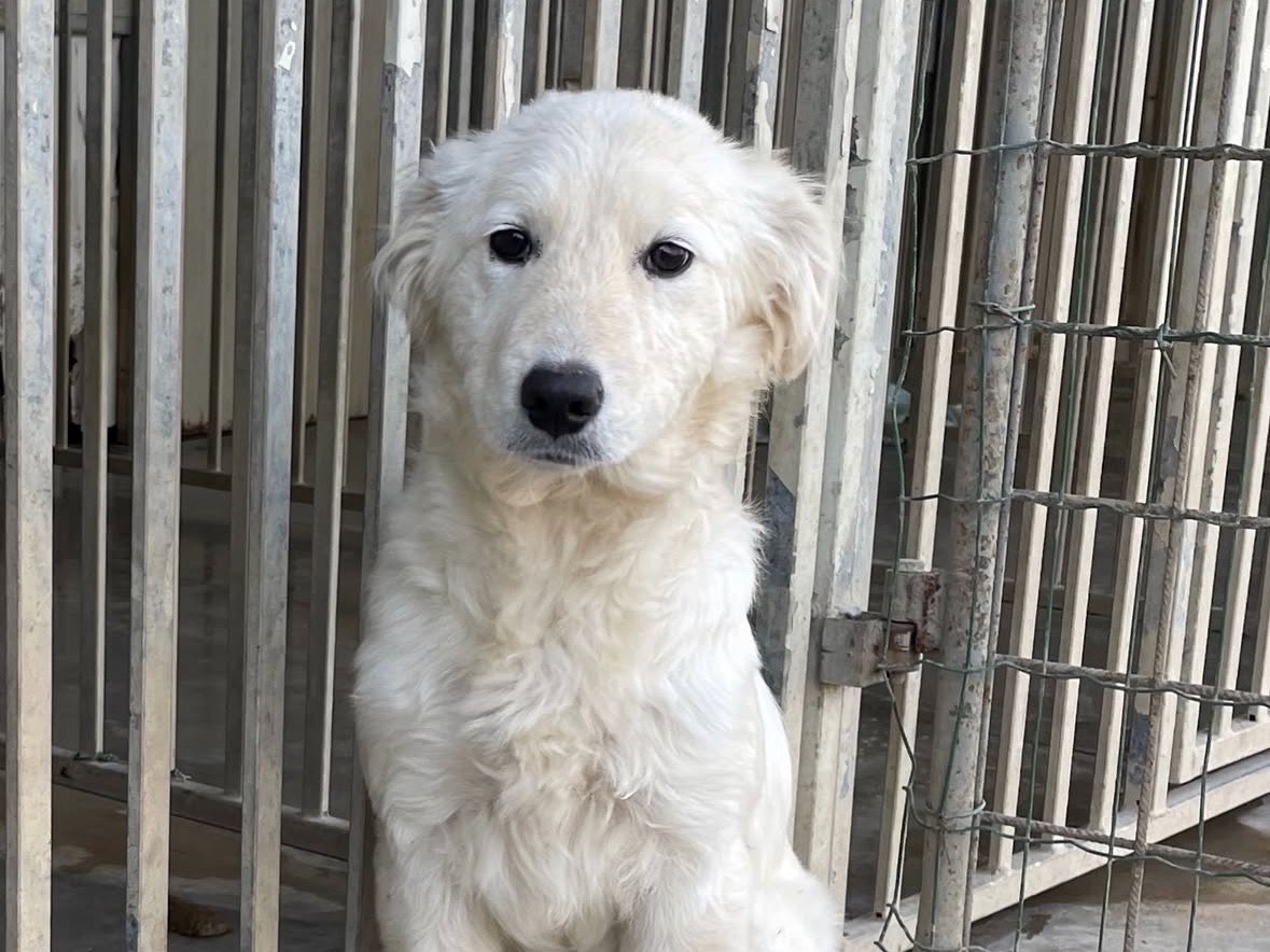 Adozione cane, femmina, Razza sconosciuta Razza sconosciuta, 6 mesi, taglia media contenuta, Treviso